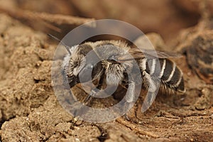 Closeup on a male Tufted small mason bee, Hoplitis cristatula