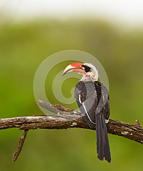 Closeup of a male Von der Decken`s Hornbil