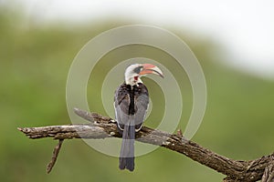 Closeup of a male Von der Decken`s Hornbill