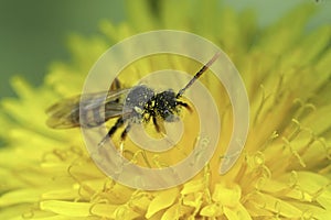 Closeup on a male wasp-mimicking Gooden's nomad bee Nomada goodeniana on a yellow dandelion flower photo