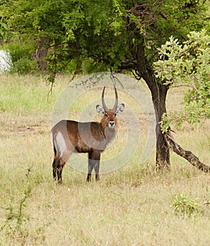 Closeup of Male Waterbuck