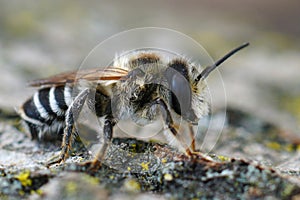 Closeup on a male White-sectioned leafcutter bee, Megachile albisecta