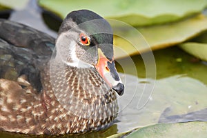 Closeup of a Male Wood duck with summer plumage.