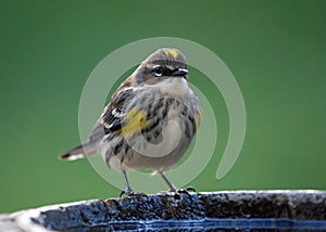 Closeup of Male Yellow-Rumped Warbler Perched on a Bird Bath