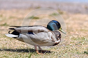 Closeup of a mallard duck with blue head