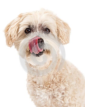 Closeup Maltese and Poodle Mix Dog Licking Lips