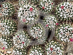 Closeup, Mammillaria Cactus Beginning to Bloom. Can be used as background.