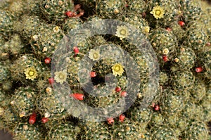 Closeup of mammillaria cactus with small yellow flowers and red fruits. Flowering cactus background