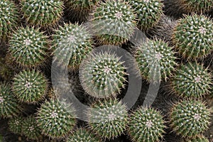 Closeup of Mammillaria compressa cacti photo