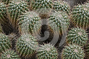 Closeup of Mammillaria compressa cacti photo