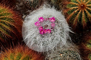 Closeup of a Mammillaria hahniana, the old lady cactus in a desert garden