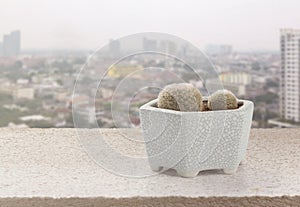 Closeup mammillaria lenta cactus pot photo