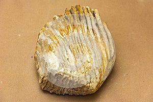 Closeup of mammoth tooth