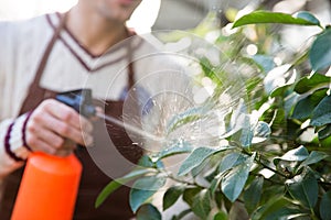 Closeup of man gardener spraying plants using water pulverizer