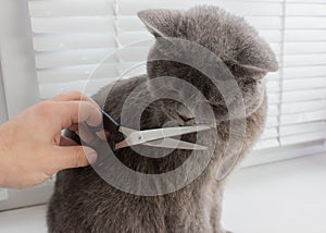 Closeup of man giving a Persian cat a haircut.