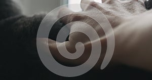 Closeup man hand stroking gray cat on window shelf