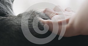 Closeup man hand stroking gray cat on window shelf