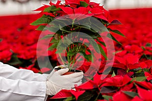 Closeup of man hand with white glove holding a pot of red pelargonium in greenhouse