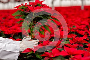 Closeup of man hand with white glove holding a pot of red pelargonium in greenhouse