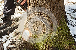 Closeup of man with motor chainsaw cutting tree