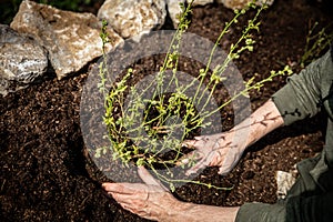 Closeup, man planting a blueberry plant into the soil, gardening and growth