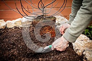 Closeup, man planting a ficus carica fig plant into the garden