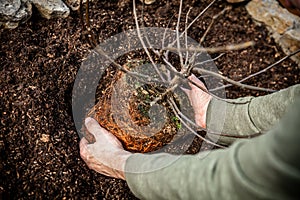 Closeup, man planting a ficus carica fig plant into the soil, growth and gardening