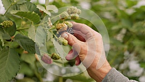 A closeup of man's hand picking delicious and huge blackberry in greenhouse