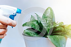 Closeup of man`s hand spraying water on houseplants