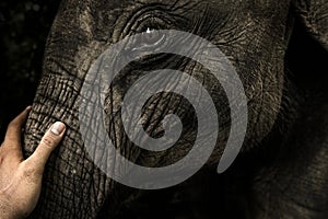 Closeup of a man`s hand stroking little elephant