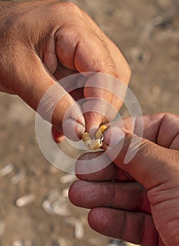 Closeup of man`s hands baiting a fishing hook with pasta pieces for carp