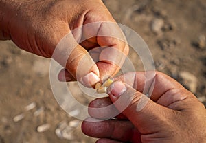 Closeup of man`s hands baiting a fishing hook with pasta pieces for carp photo