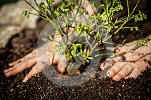 Closeup, man Â´s hands planting a small blueberry plant into the soil
