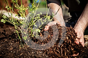 Closeup, man spreading barkdust or mulch over a young blueberry plant