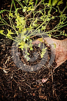 Closeup, man spreading mulch or barkdust around a young blueberry plant photo