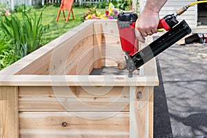 Closeup of a man using a power nail gun to build raised garden beds, with sawdust flying