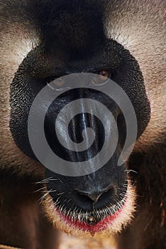 Closeup of a mandrill face Mandrillus leucophaeus