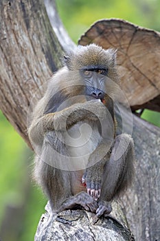 Closeup of Mandrill