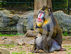 Closeup of a mandrill monkey, Large primate with a colorful nose, vulnerable animal specie from Cameroon, Africa photo