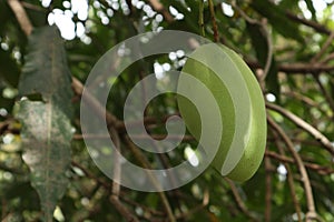 Closeup of mango fruit on a tree. Green Mango Fruit with Branches and Leaves