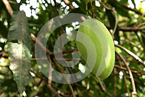 Closeup of mango fruit on a tree. Green Mango Fruit with Branches and Leaves