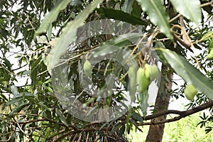 Closeup of mango fruit on a tree. Green Mango Fruit with Branches and Leaves