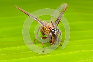 Closeup mantid fly on green leaf photo