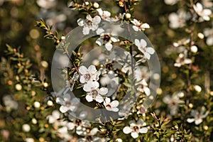 Closeup of manuka flowers