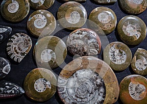 Closeup of many ammonite prehistoric fossil.Archeology and paleontology concept