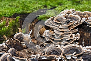 Closeup of many brown mushrooms