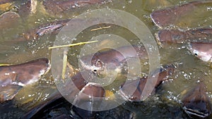 Closeup of many catfish surfacing on a lake