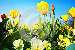 Closeup on many colorful fresh tulip flowers