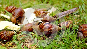 Closeup of many crawling, loving and eating Snails