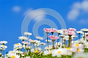 closeup of many daisies (Bellis perennis)